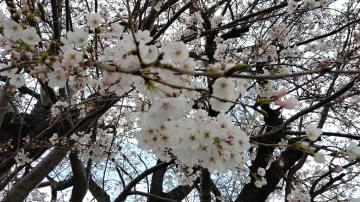 咲いた咲いた桜が咲いた