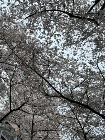桜満開ですね　