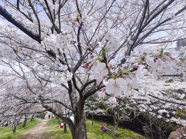 　桜は綺麗だ〜！人間と違って　