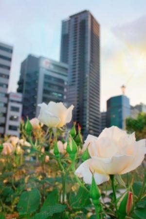 都会の中にキレイな花が