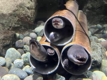 なんやこの生き物。