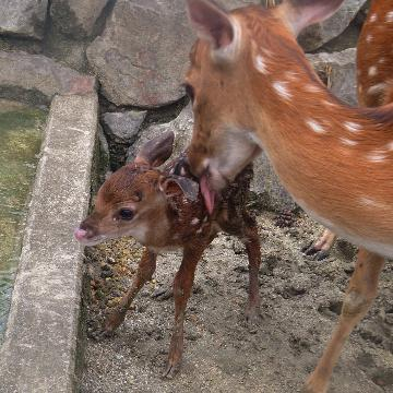 明日も出勤します(^ω^)v　