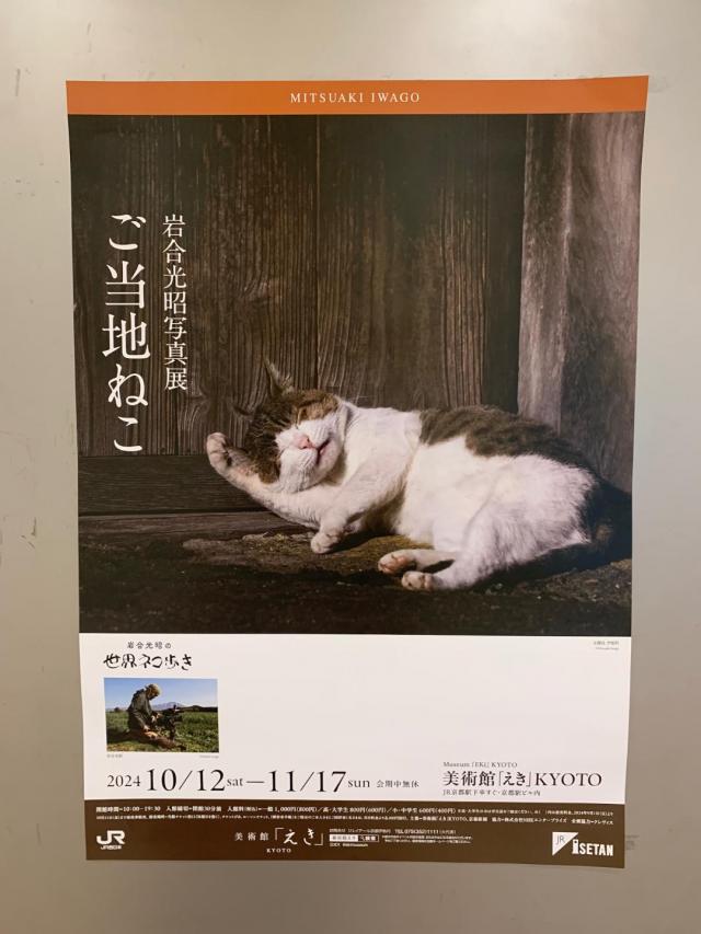 今日は猫活