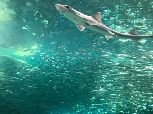 水族館　